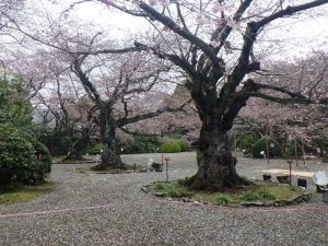 日立製作所内　熊野神社(樹齢90年)