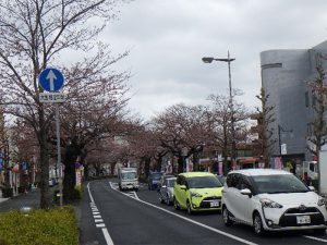 平和通り(樹齢60年)のソメイヨシノ