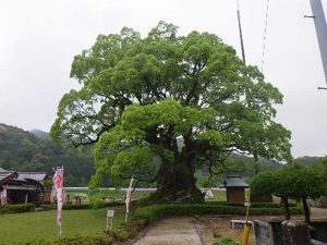 国指定・川古の大楠(武雄市)