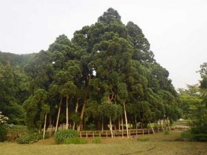 御仏供杉(おぼけすぎ・おぶくすぎ)国指定天然記念物