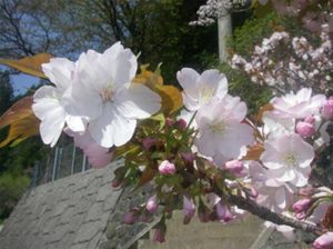 墨染桜(菊池市寺尾野)