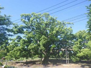 東側からの全景