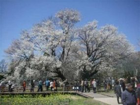 2009年４月(公園整備後)