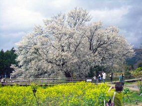 一心行の大桜(2008年)写真-3