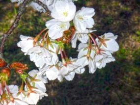 花の形状(純白で無毛・中輪)