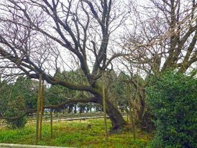 現在の根元状況(6本立ち)(写真-5)