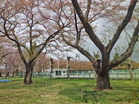 ソメイヨシノ　樹齢110年　高田公園