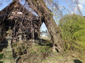 シダレ桜　樹齢200年　高田町