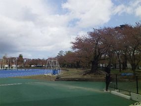 ソメイヨシノ　樹齢100年以上　高田公園