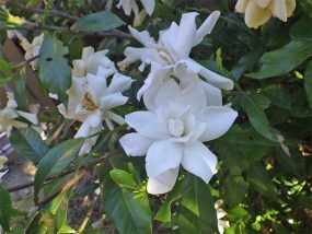 拝聖院の花・5月30日