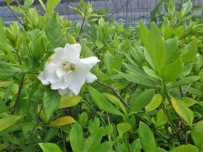 泰勝寺の挿し木苗とコンテナ生産圃場(自社)