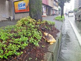 チハラ桜の腐朽根に発生　(切除)