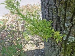 異常な新芽・生育不良(八代市)