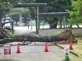 ユリノキの倒木。土壌緊密化による根腐れ?