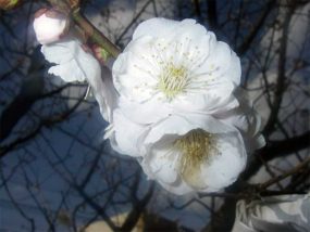 平成23年3月　開花状況 過去