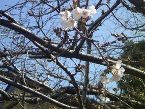 3月26日(開花宣言)