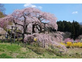 中島地蔵の桜　若林氏撮影