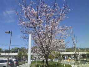 4月4日(満開宣言)