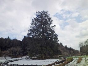 国指定　杉沢の大杉　樹齢１０００年