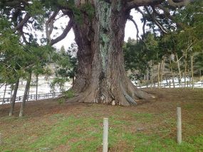 樹高50m 幹周12.8m