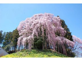 合戦場の桜　若林氏撮影