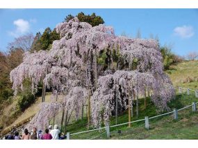 三春の滝桜　　若林氏撮影