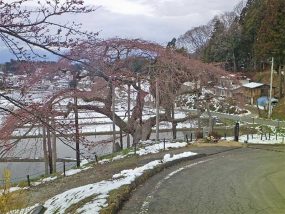 樹齢１５０年 樹高10m 枝幅30m