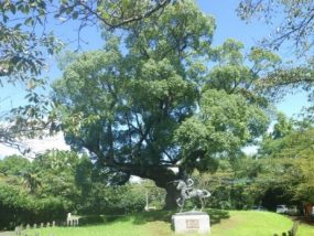 国指定　田原坂公園の大楠(熊本市北区)