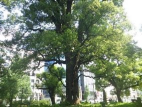 熊本市保存樹木　花畑公園の大楠(熊本市中央区)