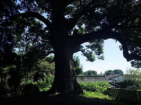 玉名市指定　伊倉南神社の大楠 (玉名市)