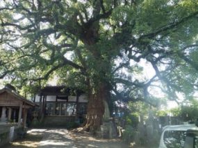 県天　妙蓮寺の大楠(菊池市)