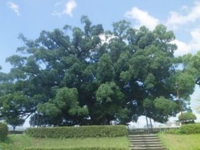 県天　寂心さんの樟(熊本市北区)