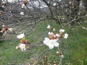 開花状況(３月２６日)２分咲き