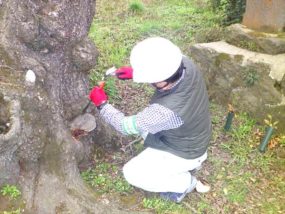 子実体(きのこ)除去作業中