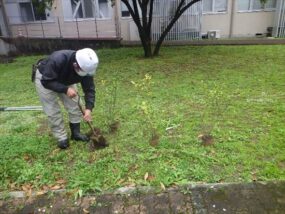 熊本大学理学部構内　10本　3月28日