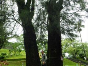 モクマオウの大径木