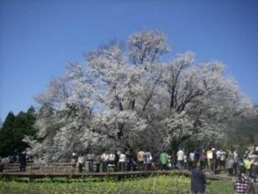 2009年4月初　開花