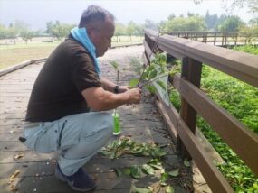 接ぎ穂の調整と芽の確認