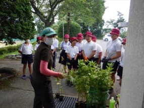 台木(オオシマ桜)の説明