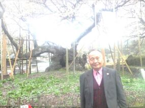 国指定　山高神代桜・樹齢2000年・幹周11.5m