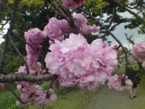 カンザン(関山)  花は桜茶