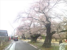 眞原(サネハラ)桜並木・昭和４０年植栽