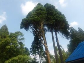 剪定後　樹齢２００年