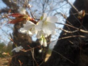 ①開花宣言令和8年3月19日