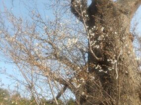 ②胴吹枝からの開花 甘い香りが漂う