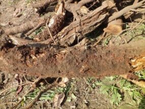 ④根腐れ 2023年